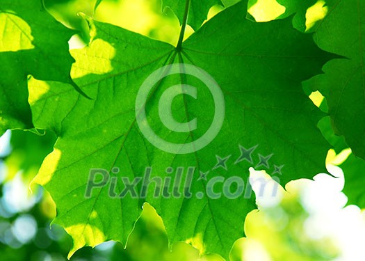 Background of green maple leaves backlit by afternoon sun Background of green maple leaves backlit by afternoon sun