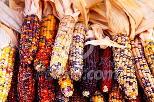 Pile of indian corn on farmers market in the fall Pile of indian corn on farmers market in the fall