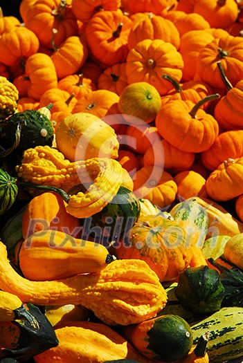 Ornamental pumpkins on farmers market in the fall Ornamental pumpkins on farmers market in the fall