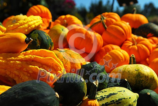 Ornamental pumpkins on farmers market in the fall Ornamental pumpkins on farmers market in the fall