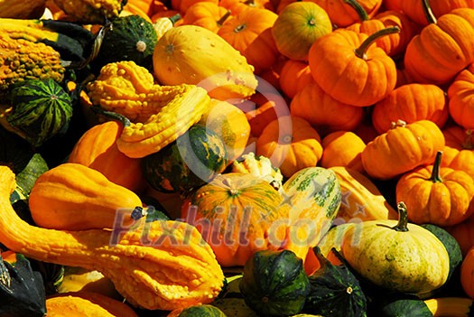 Ornamental pumpkins on farmers market in the fall Ornamental pumpkins on farmers market in the fall