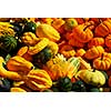 Ornamental pumpkins on farmers market in the fall