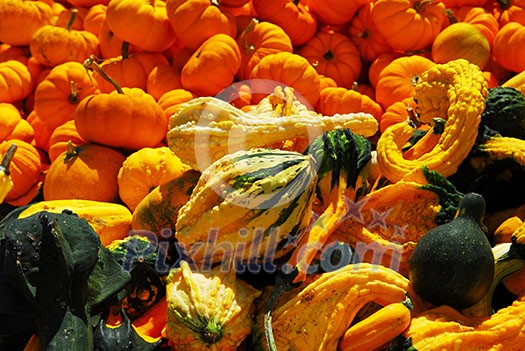 Ornamental pumpkins on farmers market in the fall Ornamental pumpkins on farmers market in the fall