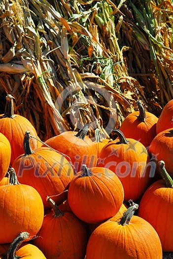 Orange pumpkins and dry corn at farmers market in the fall Orange pumpkins and dry corn at farmers market in the fall
