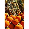 Orange pumpkins and dry corn at farmers market in the fall