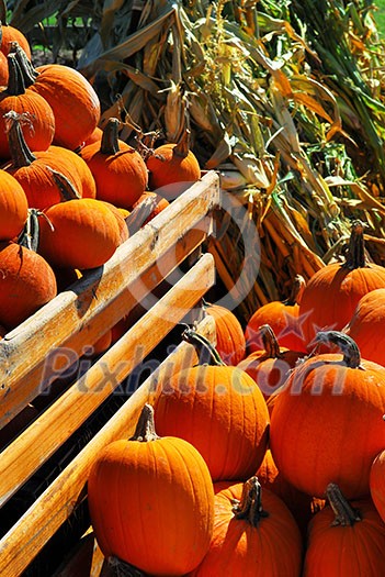 Orange pumpkins in wooden crate and dry corn at farmers market in the fall Orange pumpkins in wooden crate and dry corn at farmers market in the fall