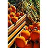 Orange pumpkins in wooden crate and dry corn at farmers market in the fall