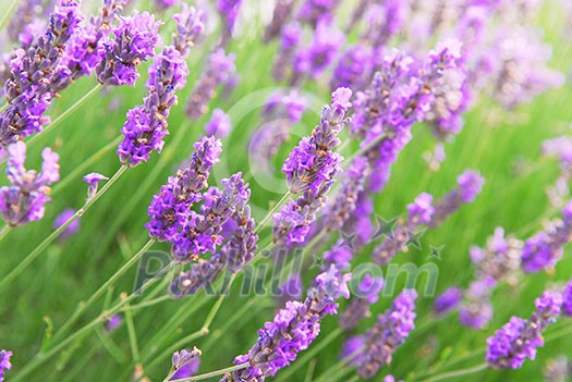 Botanical background of blooming purple lavender herb Botanical background of blooming purple lavender herb