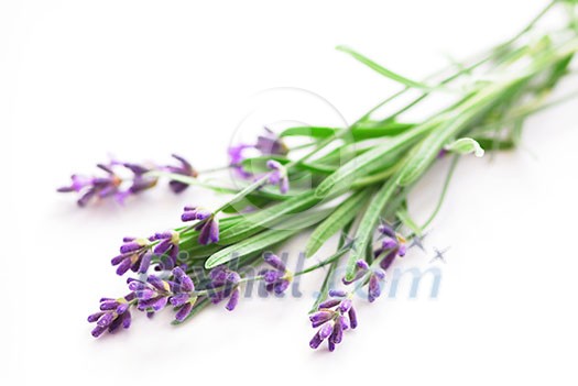 Sprigs of lavender isolated on white background Sprigs of lavender isolated on white background