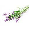 Sprigs of lavender isolated on white background