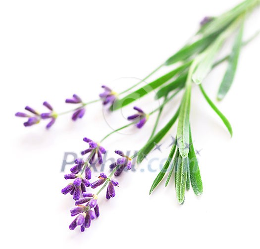 Sprigs of lavender isolated on white background Sprigs of lavender isolated on white background