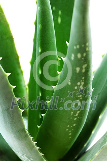 Green leaves of aloe plant close up Green leaves of aloe plant close up