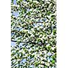 Abundant white blossom of an apple tree in the spring orchard