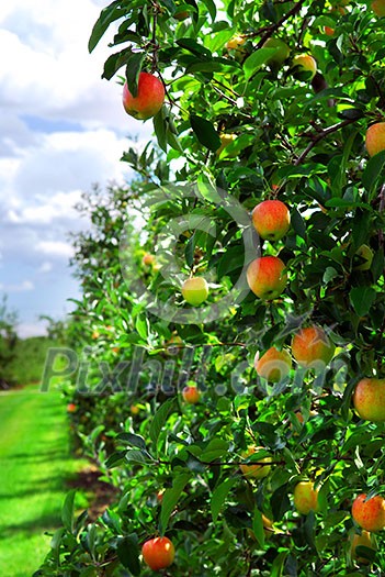 Ripe apples on apple trees branches in the orchard Ripe apples on apple trees branches in the orchard
