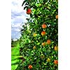 Ripe apples on apple trees branches in the orchard