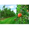 Red ripe apples on apple trees branches in the orchard