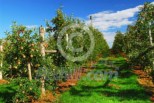 Apple orchard with red ripe apples under bright blue sky Apple orchard with red ripe apples under bright blue sky