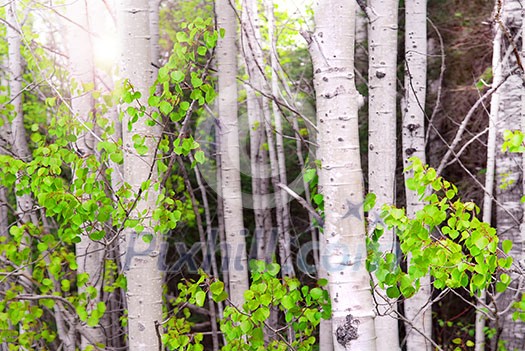 Natural background of aspen tree trunks in a grove with sunlight Natural background of aspen tree trunks in a grove with sunlight