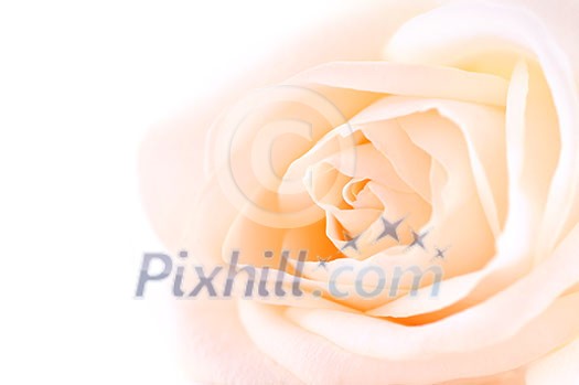 Delicate high key beige rose macro on white background Delicate high key beige rose macro on white background
