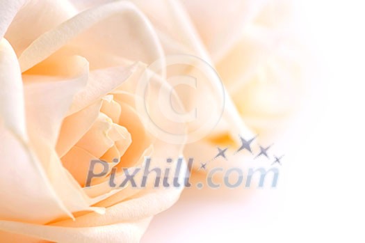 Two delicate high key beige roses macro floral background Two delicate high key beige roses macro floral background