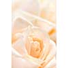 Floral background of two delicate high key beige roses macro 