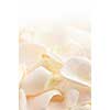 Abstract background of a fresh beige rose petals