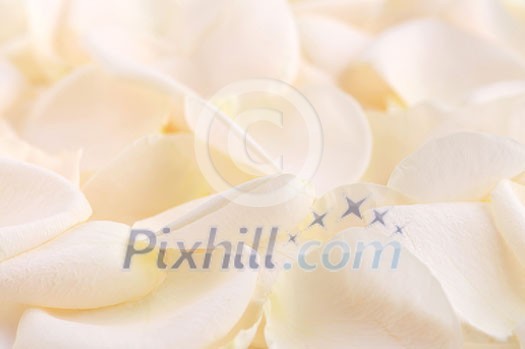 Abstract background of a fresh beige rose petals Abstract background of a fresh beige rose petals