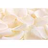 Abstract background of a fresh beige rose petals