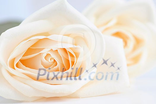 Delicate high key beige roses macro floral background Delicate high key beige roses macro floral background