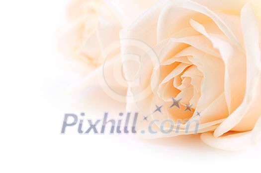 Floral background of two delicate high key beige roses macro on white Floral background of two delicate high key beige roses macro on white