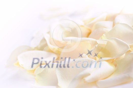 Abstract background of fresh white rose petals Abstract background of fresh white rose petals