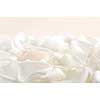Abstract background of fresh white rose petals