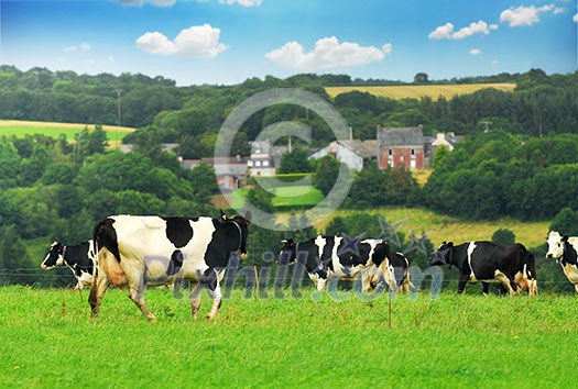 Cows grazing in a green pasture in rural Brittany, France.