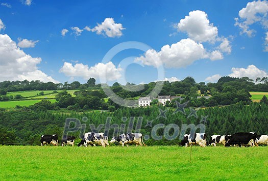 Cows grazing on a green pasture in rural Brittany, France Cows grazing on a green pasture in rural Brittany, France