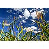 Farm field with growing corn under blue sky