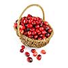 Fresh red cranberries in basket on white background