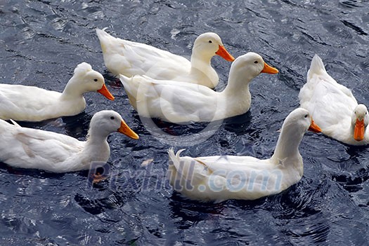 Flock of white ducks swimming in the pond