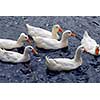 Flock of white ducks swimming in the pond