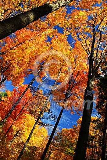 Canopies of tall autumn trees in sunny fall forest Canopies of tall autumn trees in sunny fall forest