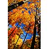 Canopies of tall autumn trees in sunny fall forest