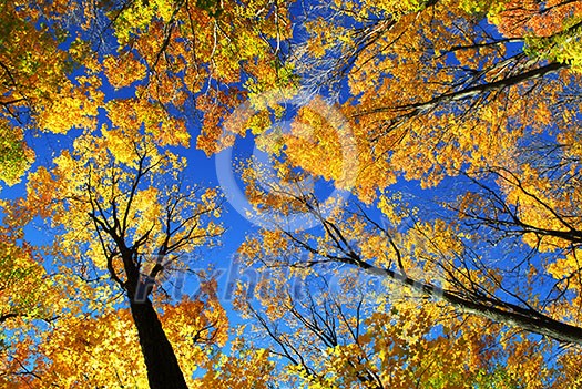 Canopies of tall colorful autumn trees in sunny fall forest Canopies of tall colorful autumn trees in sunny fall forest