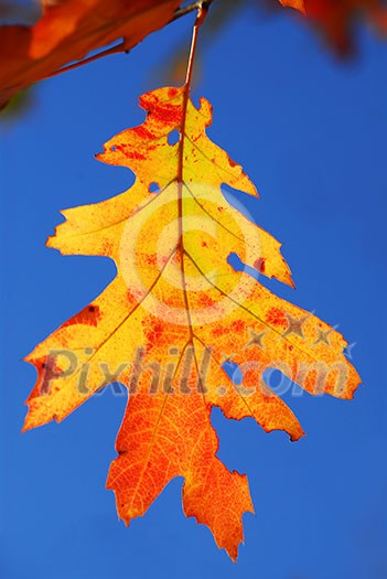 Colorful fall oak leaf on a tree branch with blue sky background Colorful fall oak leaf on a tree branch with blue sky background