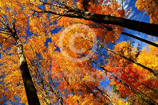 Fall maple trees glowing in sunshine with blue sky background Fall maple trees glowing in sunshine with blue sky background