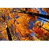 Fall maple trees glowing in sunshine with blue sky background