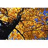 Golden autumn canopy of an old elm tree in sunny fall forest