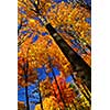 Fall maple trees on warm autumn day