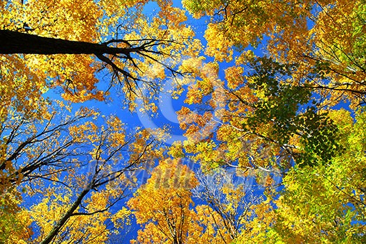 Fall maple trees on a warm autumn day Fall maple trees on a warm autumn day