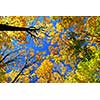 Fall maple trees on a warm autumn day