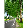 Country road lined with sycamore trees in southern France