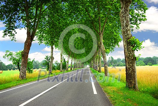 Country road lined with sycamore trees in southern France Country road lined with sycamore trees in southern France